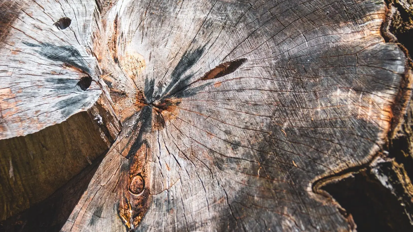 Close-up of a weathered cut stump showing its growth rings and radial splits