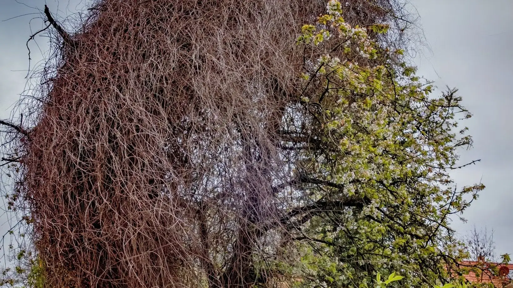 A mature tree with one half bare and dead and the other half still leafing out