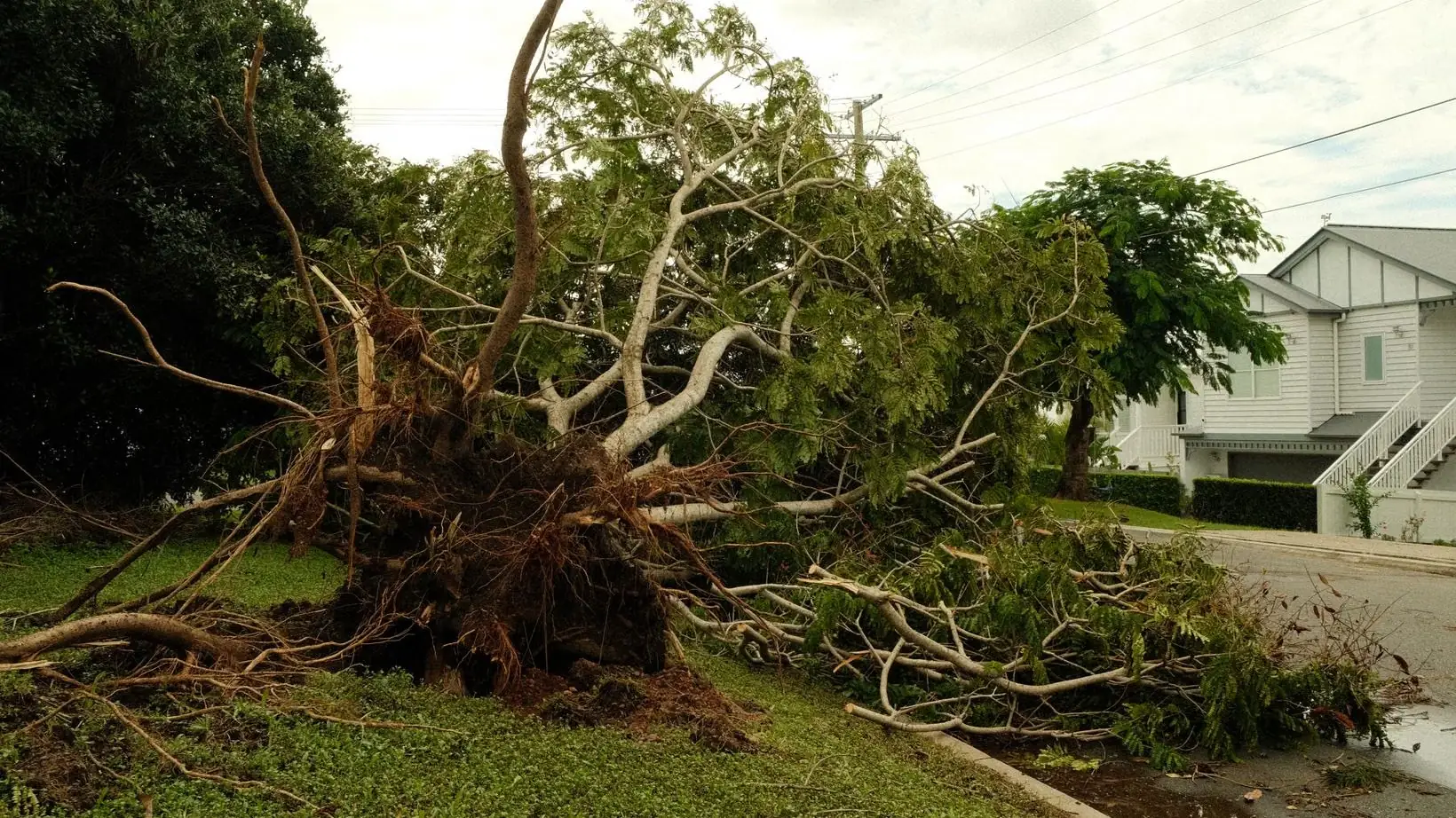 A tree blown over beside a house with its root plate lifted out of the ground